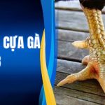 Cách Xem Cựa Gà - Bí Kíp Nhìn Thấu Vũ Khí Của Chiến Kê