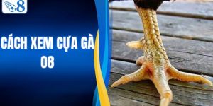 Cách Xem Cựa Gà - Bí Kíp Nhìn Thấu Vũ Khí Của Chiến Kê