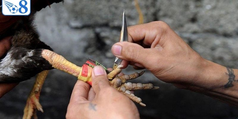 Giải đáp câu hỏi khi chơi chọi gà cựa dao cho hội viên
