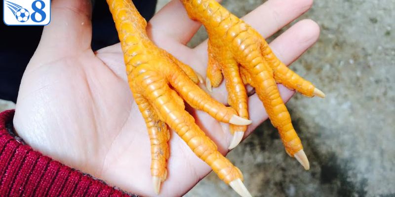 Cách Xem Cựa Gà - Bí Kíp Nhìn Thấu Vũ Khí Của Chiến Kê 3 Học hỏi cách xem cựa gà của sư kê lâu năm