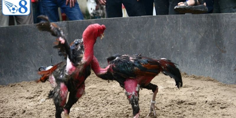 Kinh nghiệm chơi chọi gà Campuchia thắng nhanh nhất