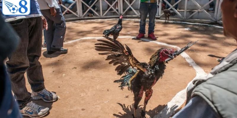 Kinh nghiệm chọn kèo gà chọi của người chơi lâu năm