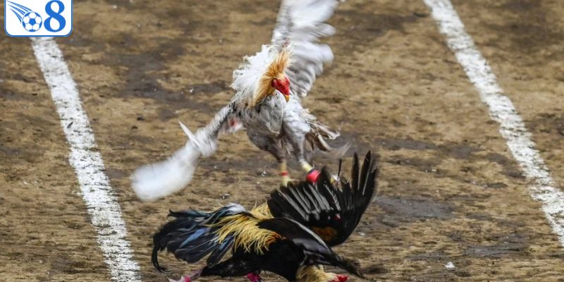 Thông tin cơ bản nhất về loại hình đá gà cựa dao
