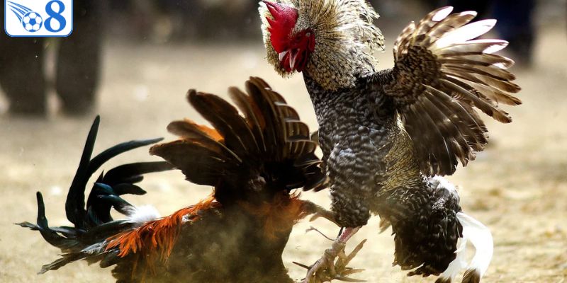 Ưu điểm xem đá gà trực tiếp tại nhà cái O8