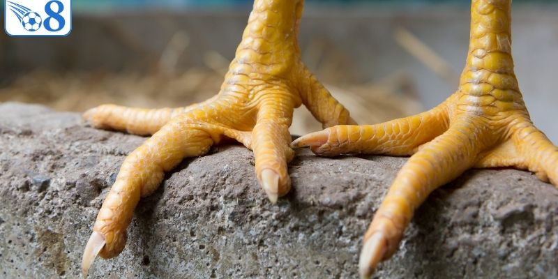 Cách Xem Cựa Gà - Bí Kíp Nhìn Thấu Vũ Khí Của Chiến Kê 4 Vai trò của kích cỡ cựa khi đánh giá chiến kê