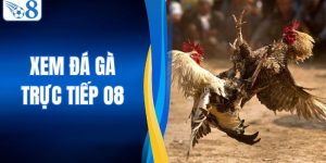 Xem Đá Gà Trực Tiếp O8 - Sảnh Đấu Đỉnh Cao Sắc Nét